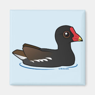 Íman Gallinule comum bonito