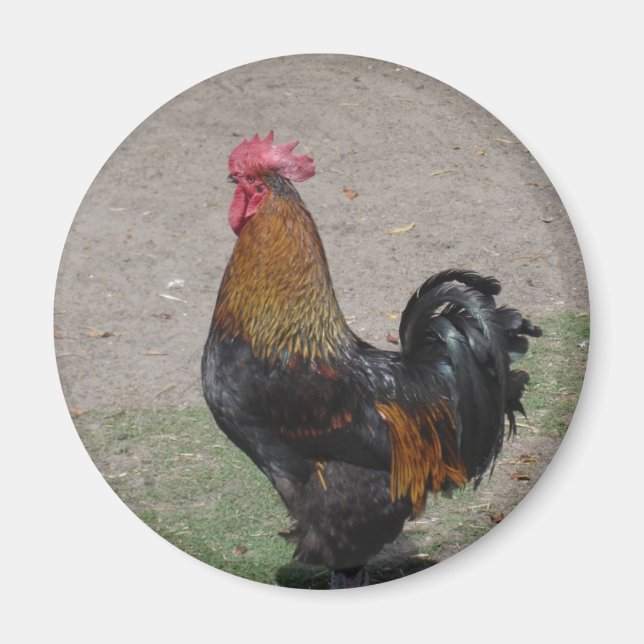 Íman galo (Frente)