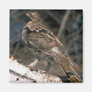 Íman Galo silvestre de Ruffed que está em um registro