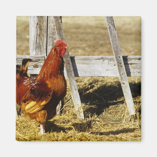 Íman Galo Vermelho de Rhode Island