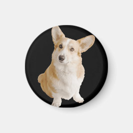 Íman Galsh Corgi Dog
