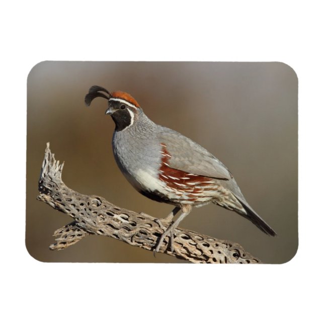 Íman Gambel's Quail (Horizontal)