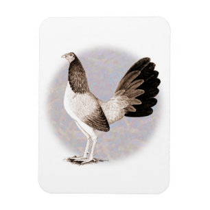 Íman Gamecock: Hennie