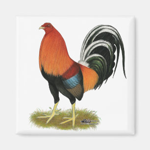 Íman Gamecock Wheaten Rooster