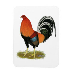Íman Gamecock Wheaten Rooster