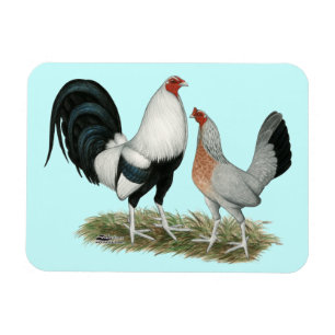 Íman Gamefowl Duckwing