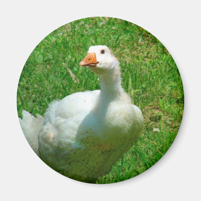 Íman Gander (Frente)