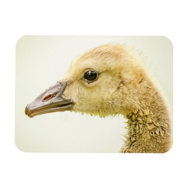 Íman Ganso canadense (Gosling) (Horizontal)