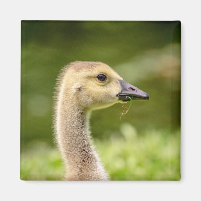 Íman Ganso canadense (Gosling) (Frente)