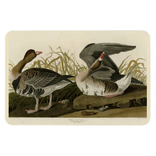 Íman Ganso de frente branca das aves de Audubon da Amér
