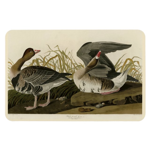Íman Ganso de frente branca das aves de Audubon da Amér (Horizontal)