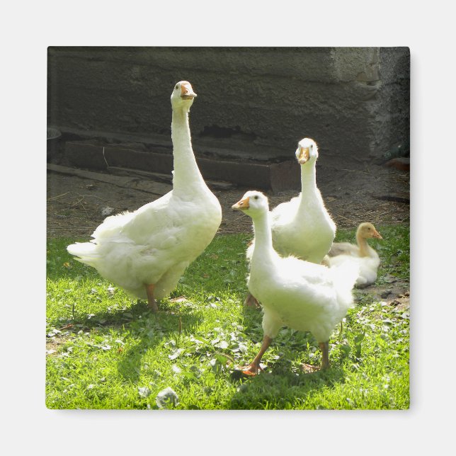 Íman Ganso Ucraniano (Frente)