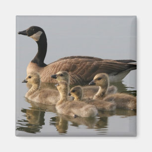 Íman Gansos canadenses do ganso e dos ganso