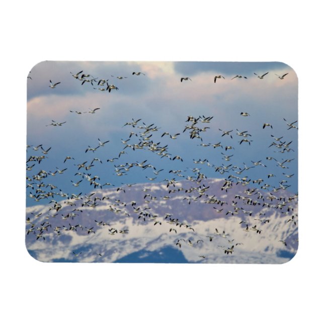 Íman Gansos da neve durante a migração de primavera (Horizontal)