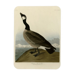 Íman Gansos de Cackling das Aves da América de Audubon