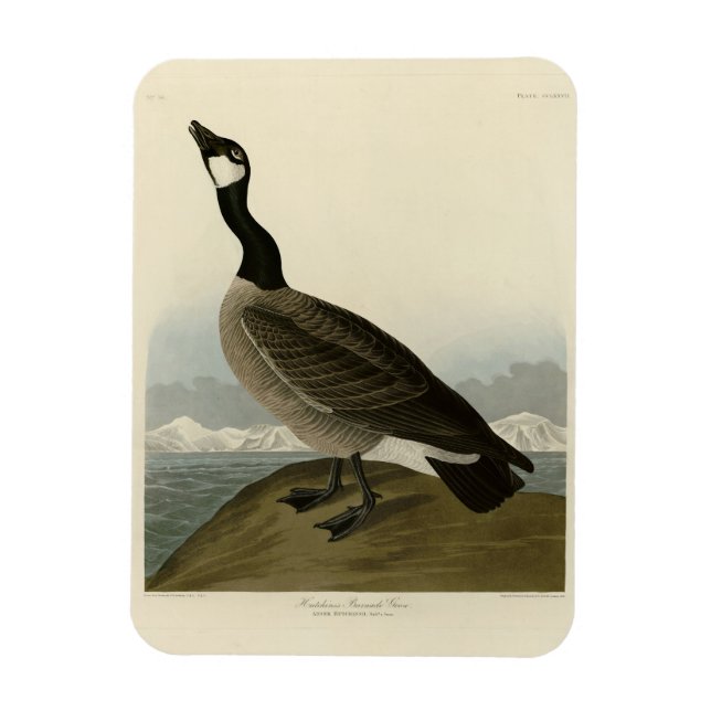 Íman Gansos de Cackling das Aves da América de Audubon (Vertical)