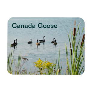 Íman Gansos E Capturas Do Canadá