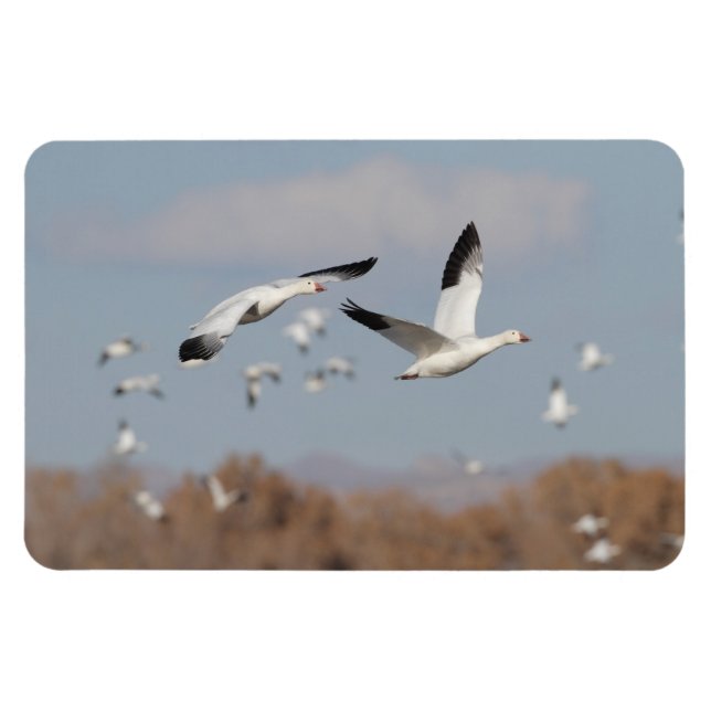 Íman Gansos no Céu Bosque (Horizontal)