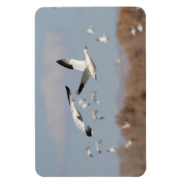 Íman Gansos no Céu Bosque