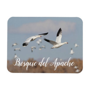 Íman Gansos no Céu Bosque del Apache