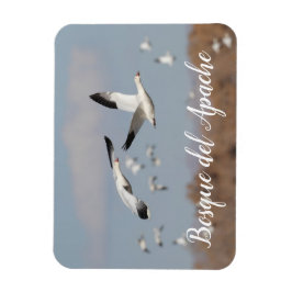 Íman Gansos no Céu Bosque del Apache