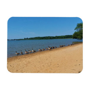 Íman Gansos no Lago Silver, Wisconsin