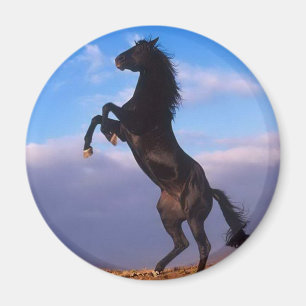 Íman Garanhão preto selvagem que eleva o cavalo
