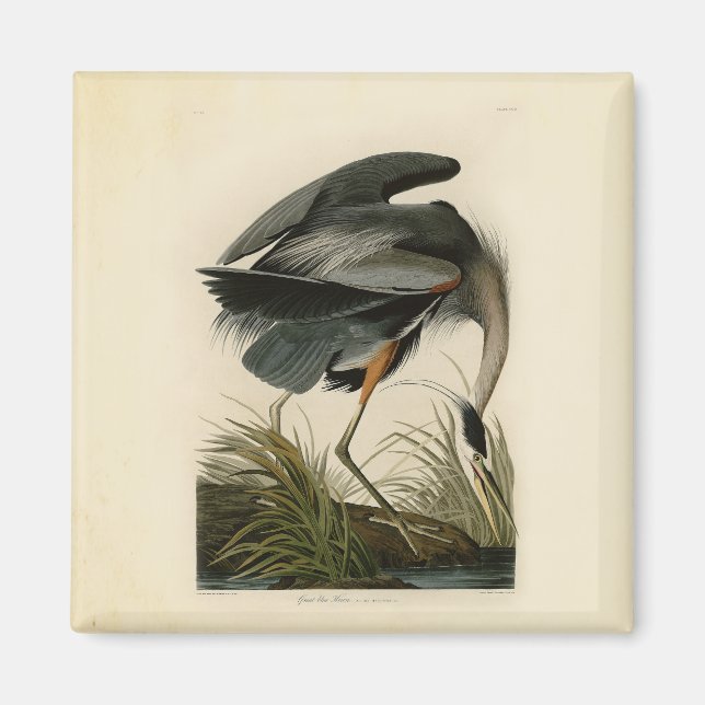 Íman Garça-azul-grande de Audubon Marsh Bird (Frente)