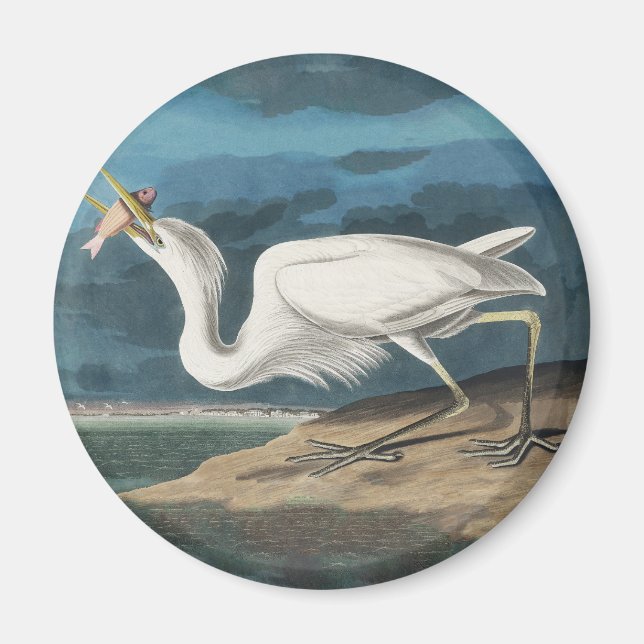 Íman Garça Branca Grande de Audubon: Ave Costeira Vinta (Frente)