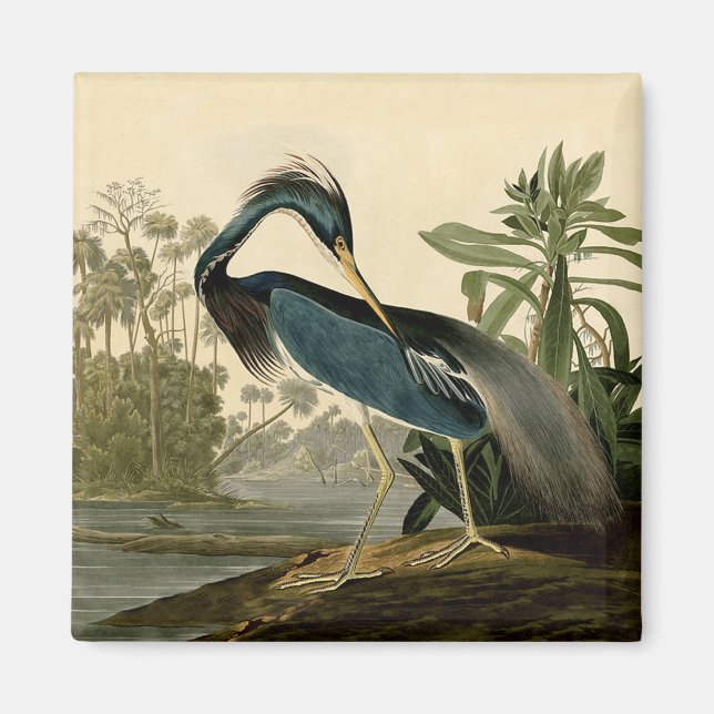 Íman Garças da Louisiana de Audubon Aves América Arte (Frente)