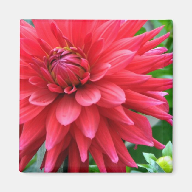 Íman Garden Star Dahlia Magnet (Frente)