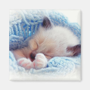 Íman Garras De Gatinhos Siameses Dormindo