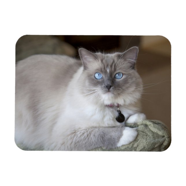 Íman Gata Ragdoll fêmea (Horizontal)