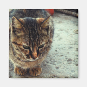 Íman Gatinho