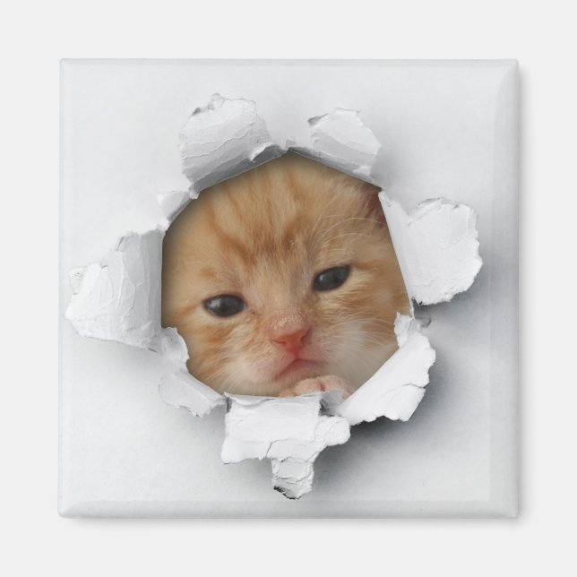 Íman Gatinho (Frente)