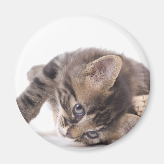 Íman gatinho (Frente)
