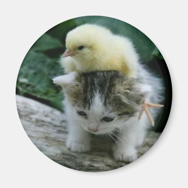 Íman gatinho (Frente)