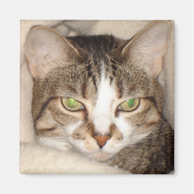 Íman Gatinho.2010 (Frente)