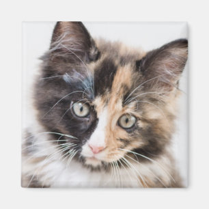 Íman Gatinho adorável da chita