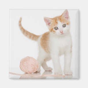 Íman Gatinho ao lado da bola da corda