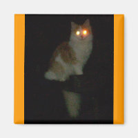 gatinho assustador
