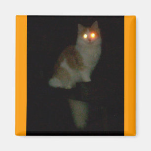 Íman gatinho assustador