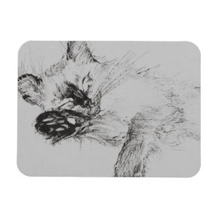 Íman Gatinho 'Baby