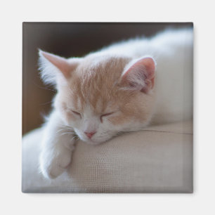 Íman Gatinho bege e branco cansado