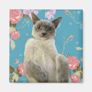 Íman Gatinho bonito