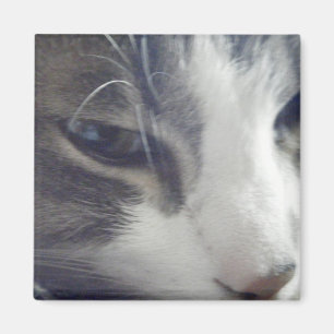 Íman Gatinho bonito