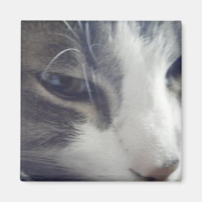 Íman Gatinho bonito (Frente)