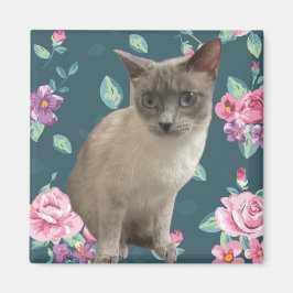 Íman Gatinho bonito