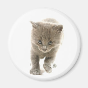 Íman gatinho bonito