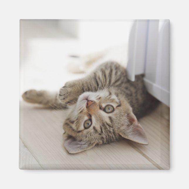 Íman Gatinho Bonito (Frente)